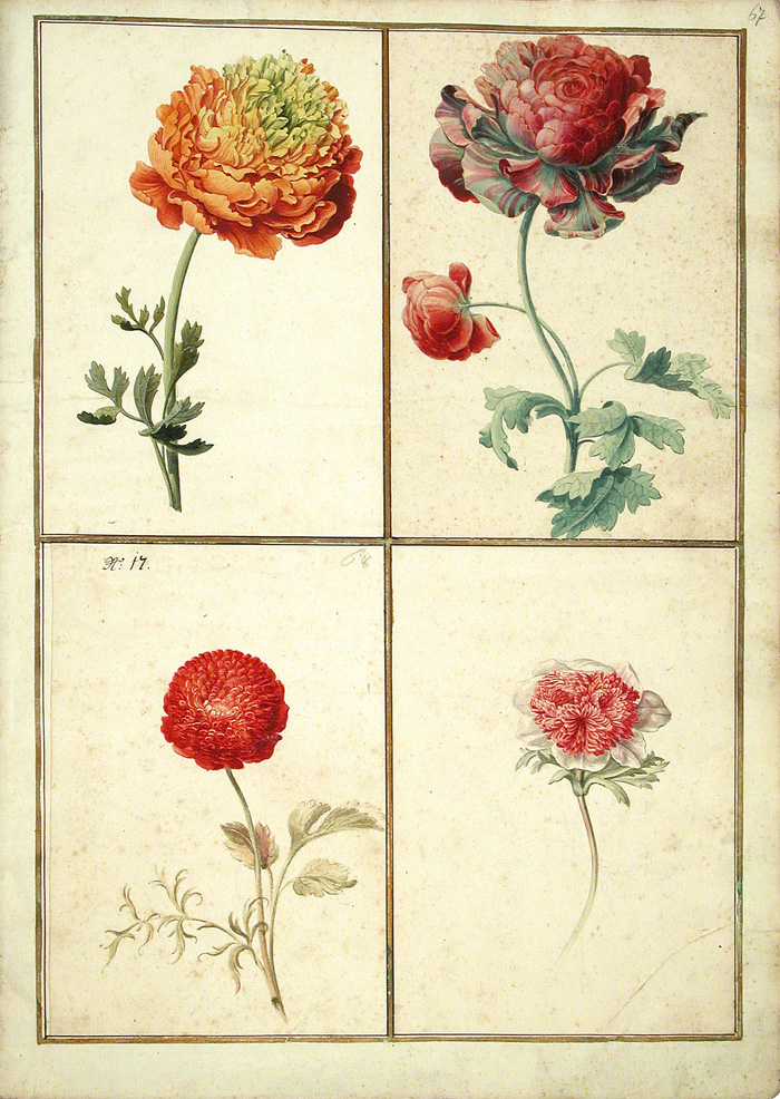 Zu sehen sind vier Motive aus dem Karlsruher Tulpenbuch. 